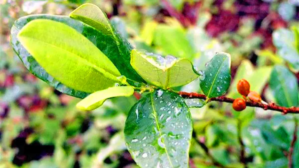 Hoja de coca