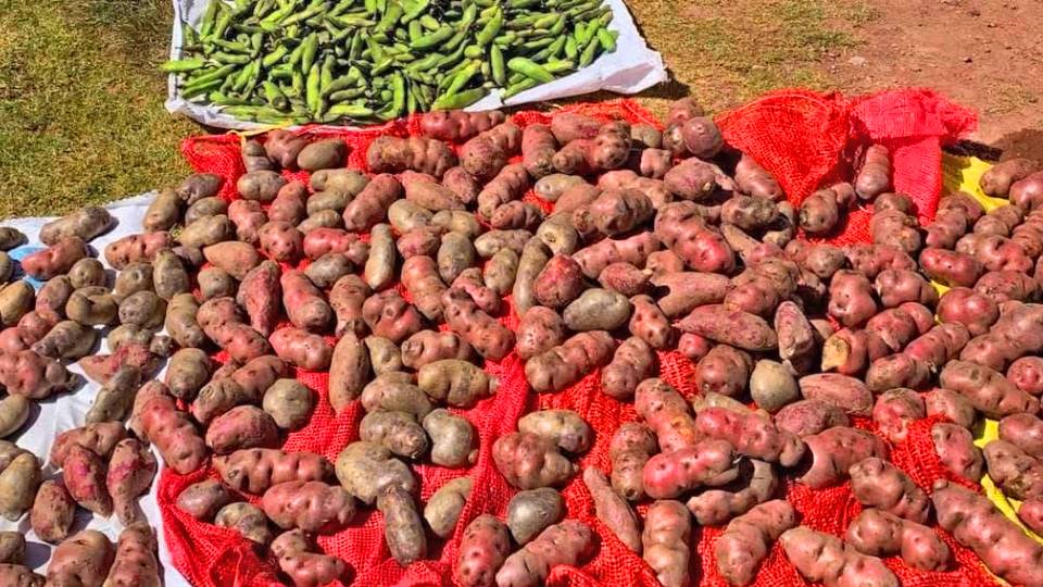 papas para huatia