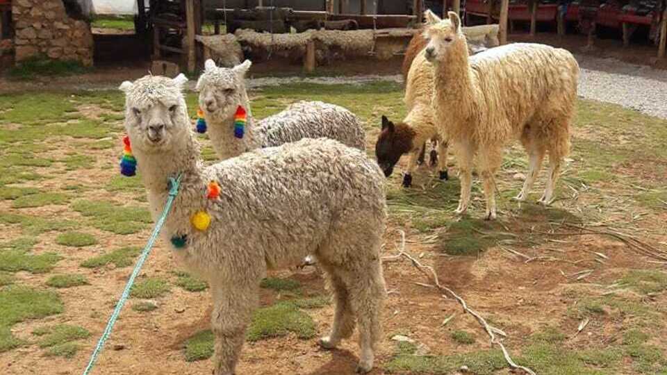 Alpaca