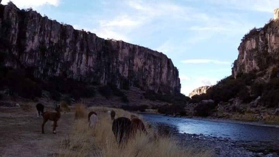 Alpacas en Maukallaqta