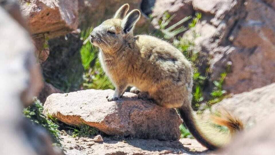 Fauna típica de  María Fortaleza