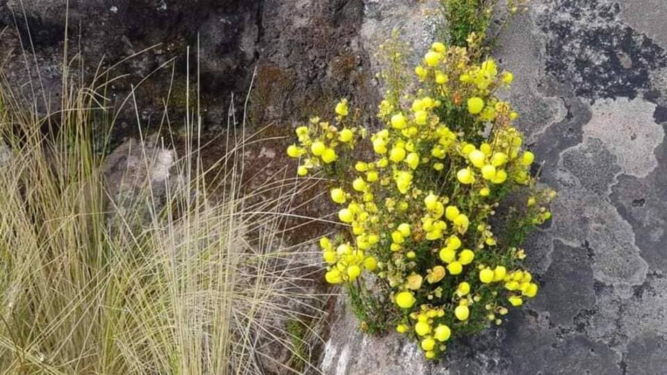 Flor Ayac zapatilla