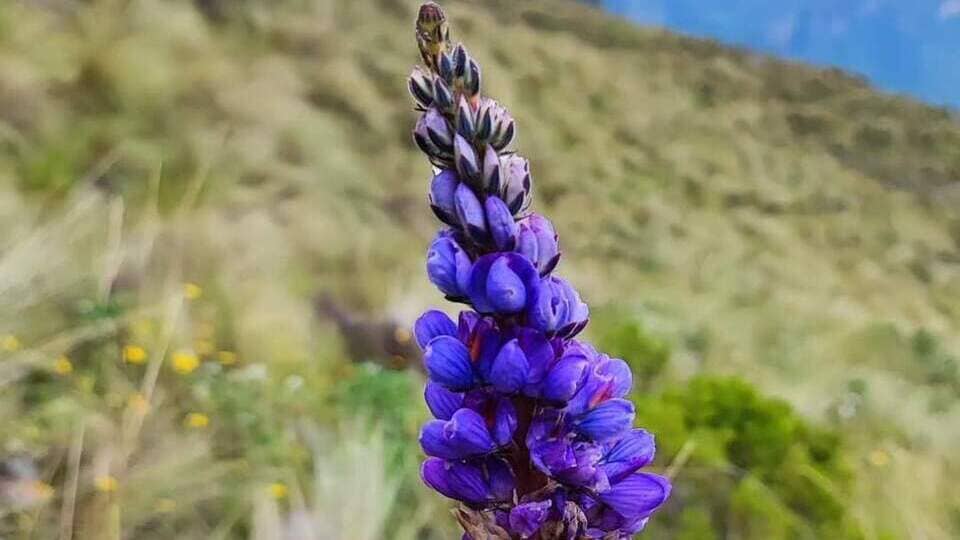 flor morada de Waqrapukara