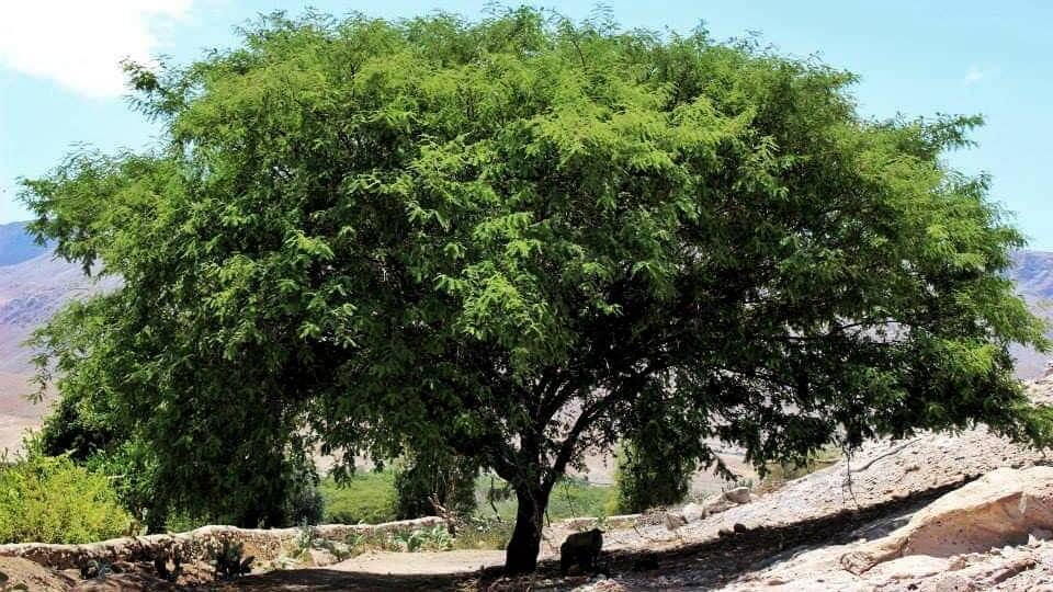 Árbol de Huarando en estado de extinción.