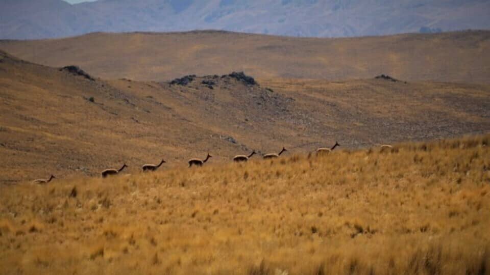 reserva nacional de vicuñas Pumawasi