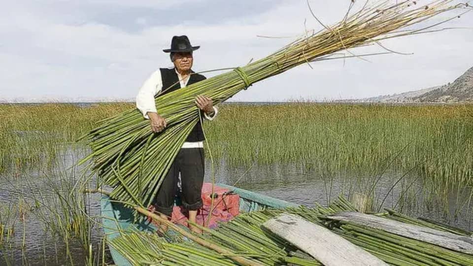 Planta Totora