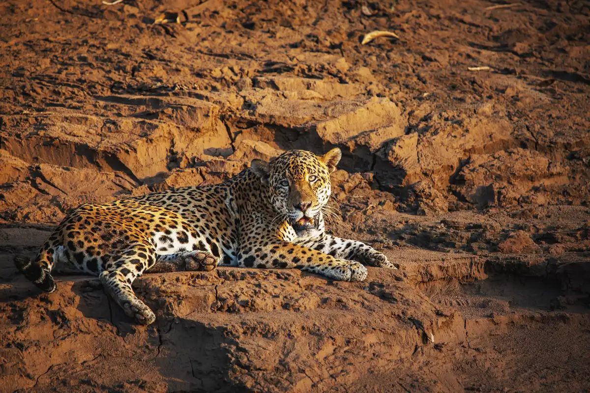 Jaguar en Tambopata | Cocatambo