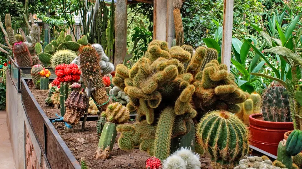 Jardín Botánico de Písac