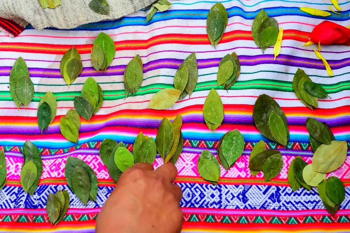 Kintus de hojas de coca sobre manta tejida | Cocatambo
