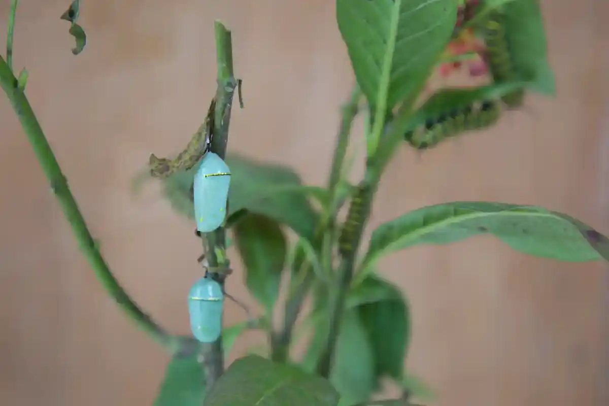 Crisálidas de color turquesa y orugas verdes sobre una planta | Cocatambo