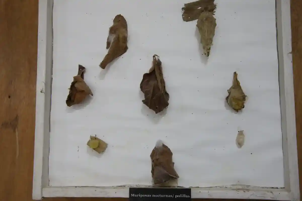 Muestra de diferentes tipos de crisálidas y capullos en un panel | Cocatambo