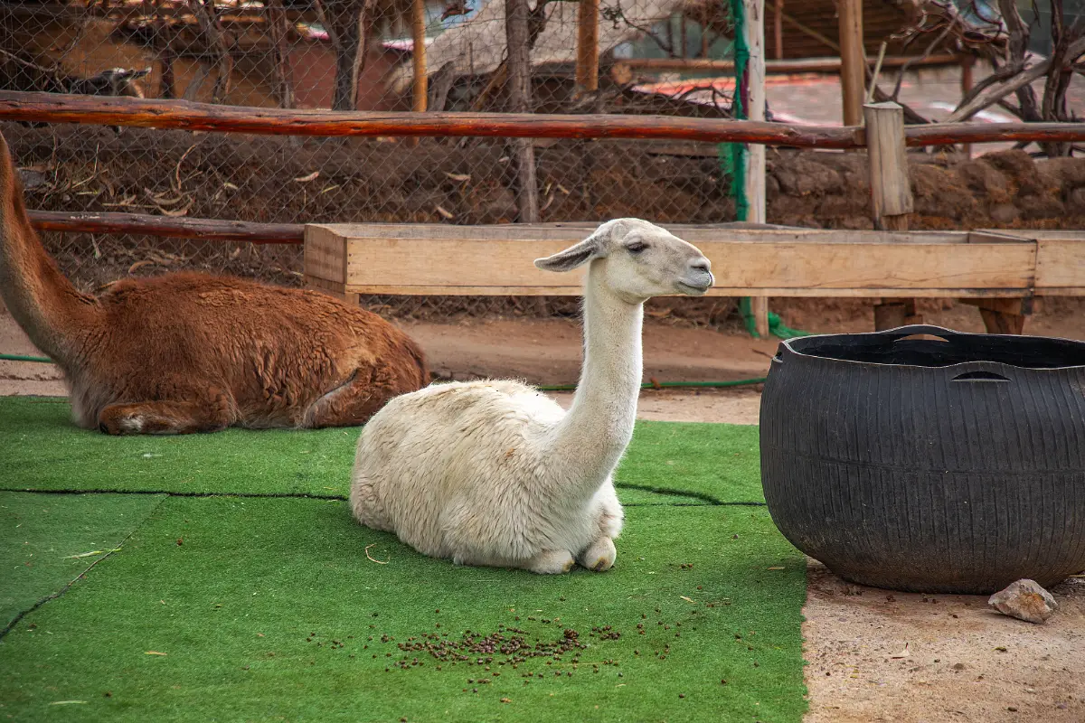 La llama | Cocatambo