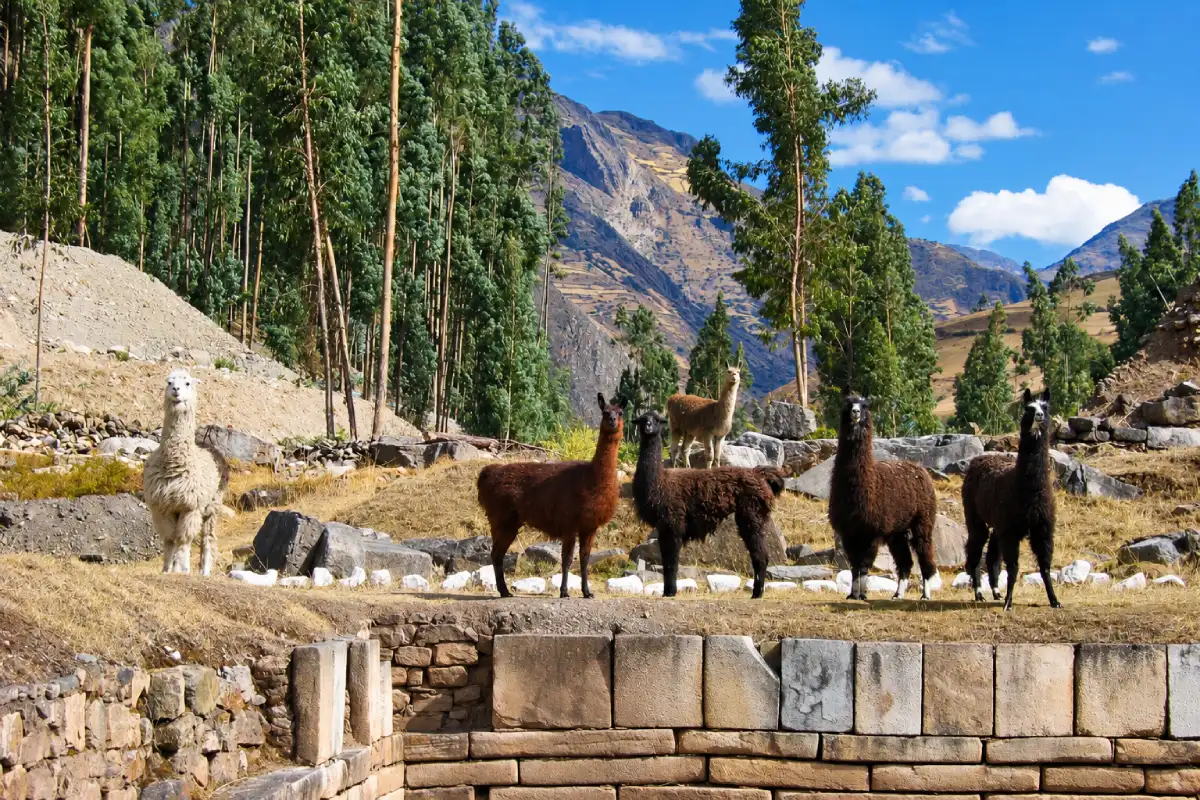 Llamas en Chavín de Huántar | Cocatambo