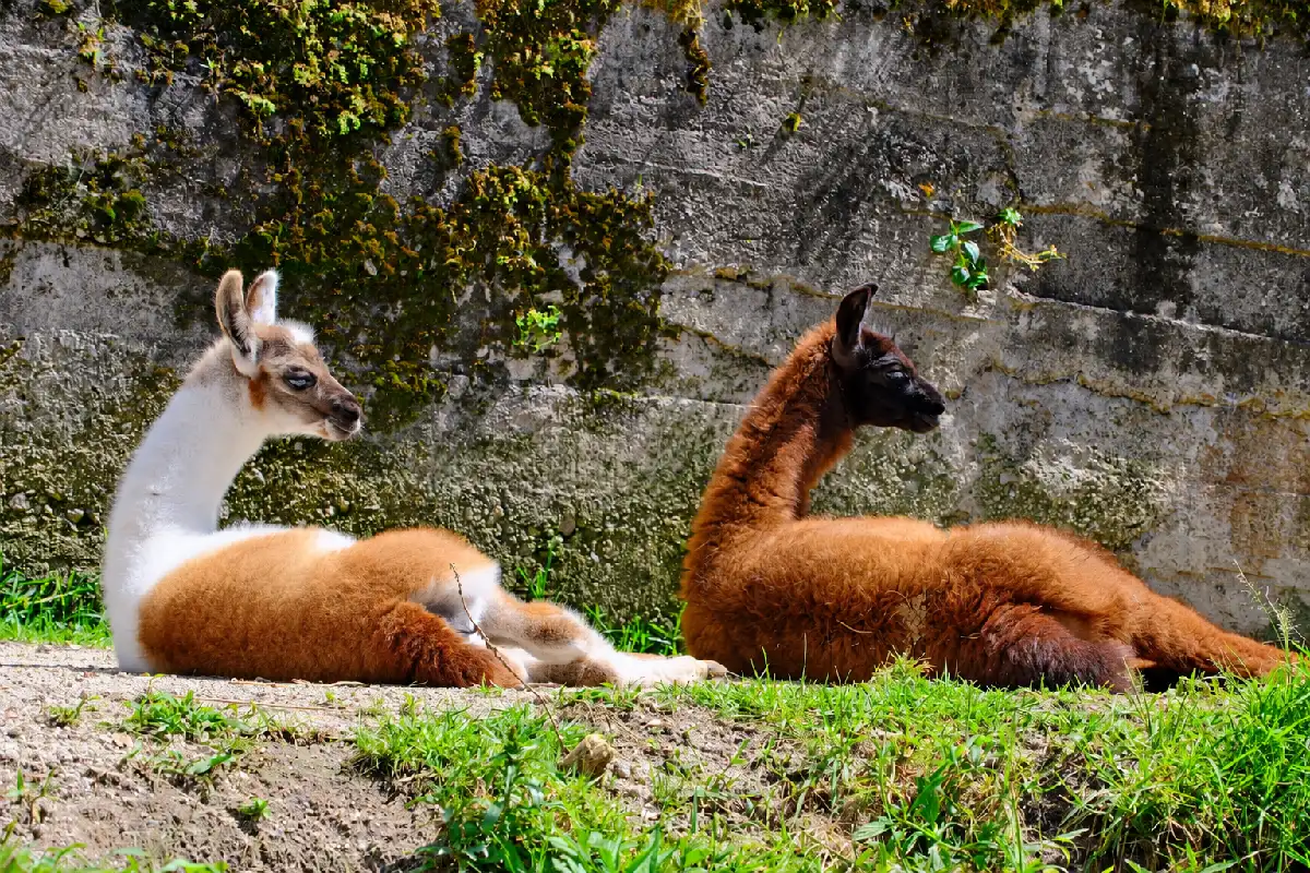 Llamas en Machu Picchu | Cocatambo