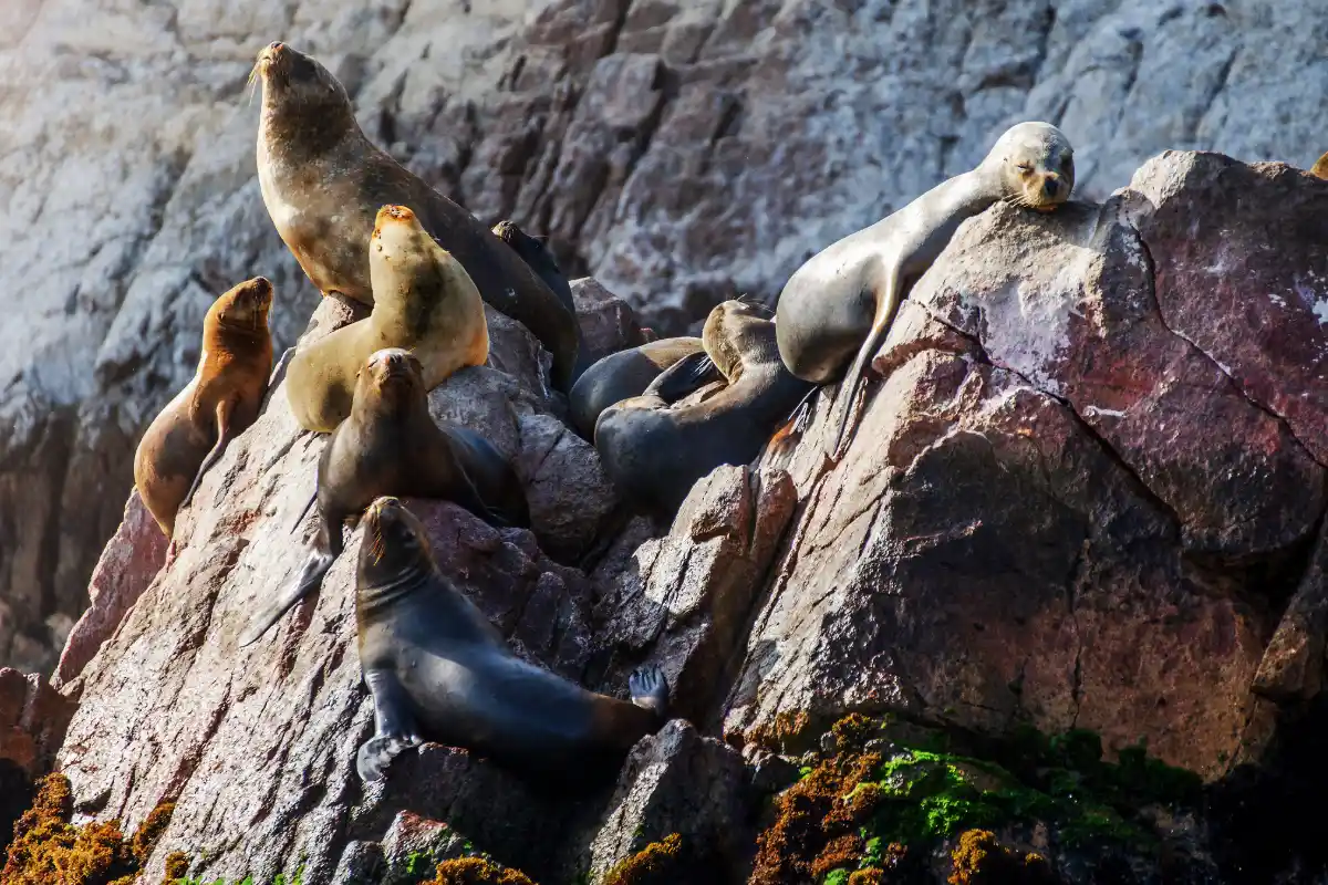 Lobos marinos descansando sobre rocas