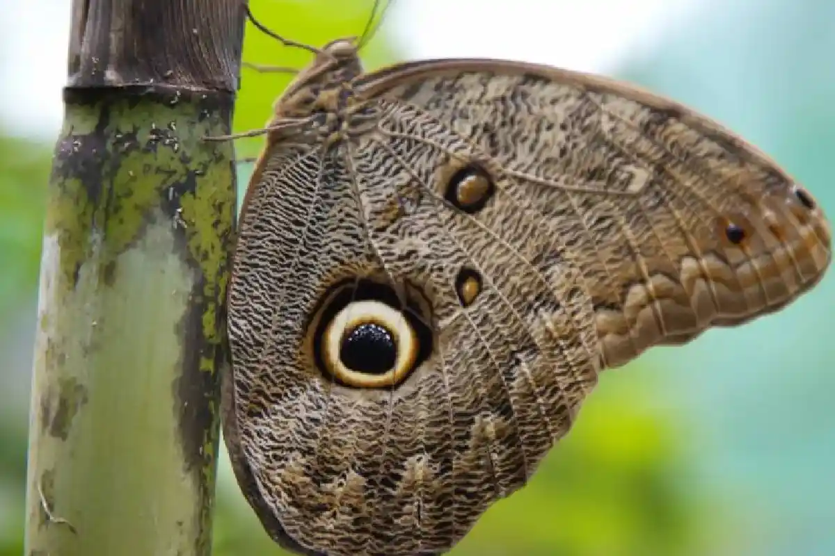 Mariposa ojo de Búho | Cocatambo