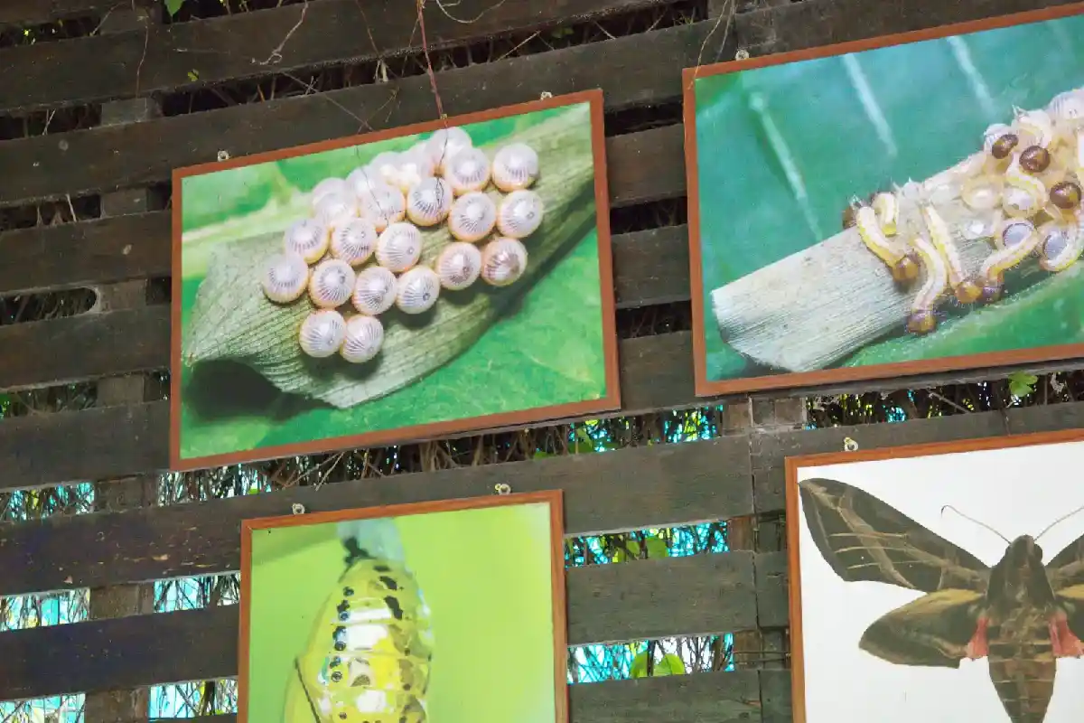 Metamorfosis de las Mariposas | Cocatambo