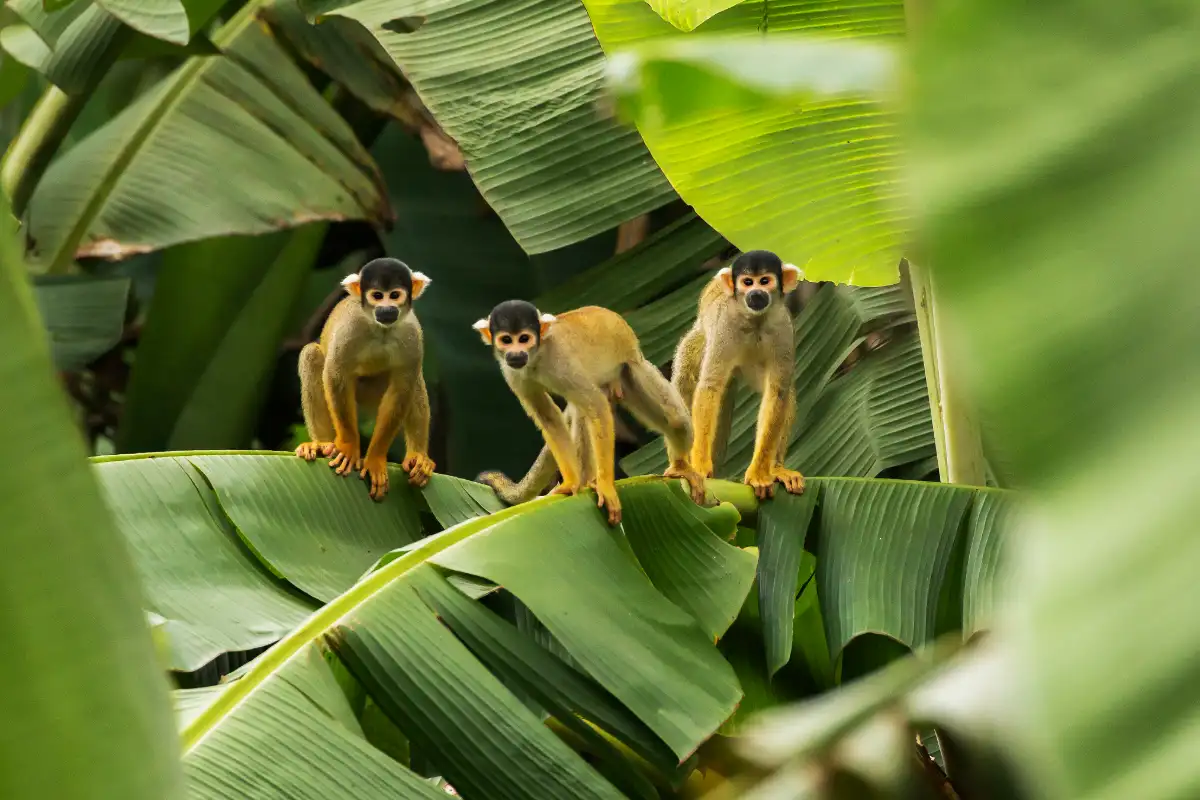 Monos ardilla en la selva | Cocatambo