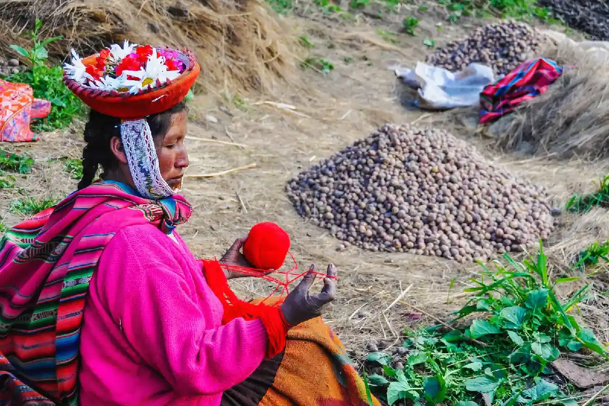 Tradición y cosecha de papa en los Andes | Cocatambo