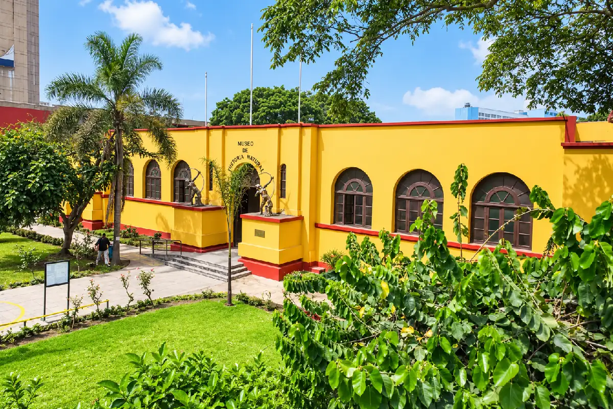 Museo de Historia Natural UNMSM | Cocatambo