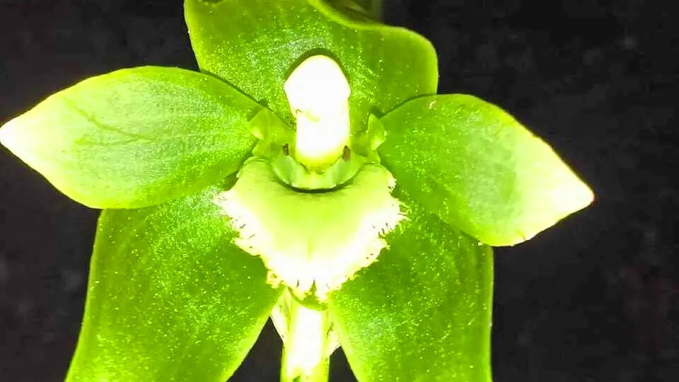 Orquídea 