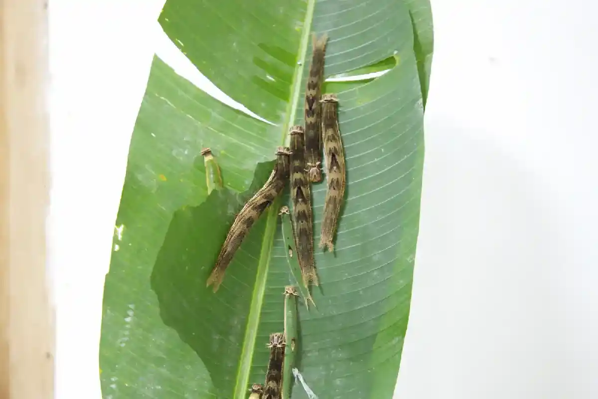 Varias orugas de color café alimentándose de una hoja verde | Cocatambo