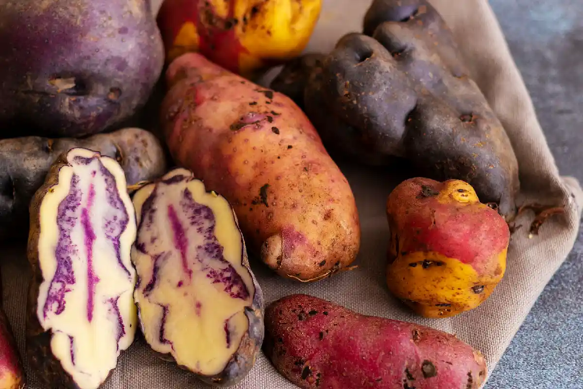 Variedades de papas nativas de color | Cocatambo