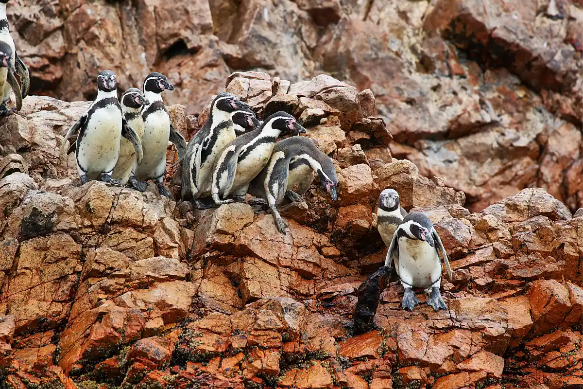 Pingüinos de Humboldt sobre rocas rojizas