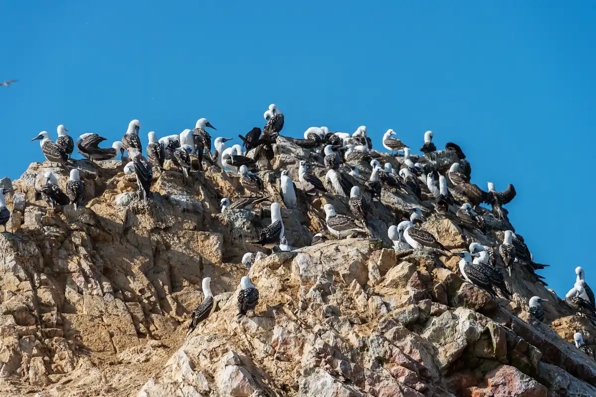 Colonia de piqueros sobre un acantilado