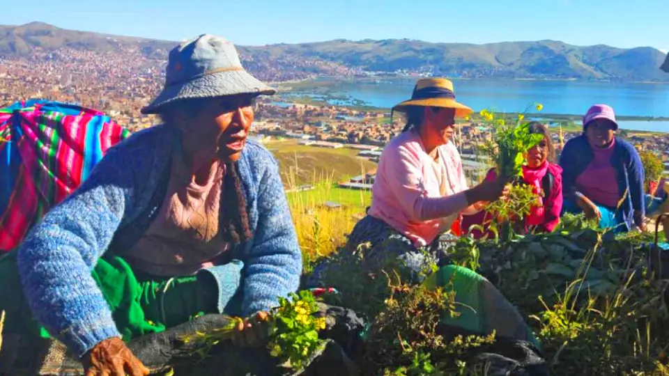 Venta de espinas y plantas