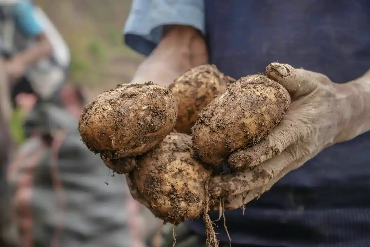 Agricultor cosechando papas nativas | Cocatambo