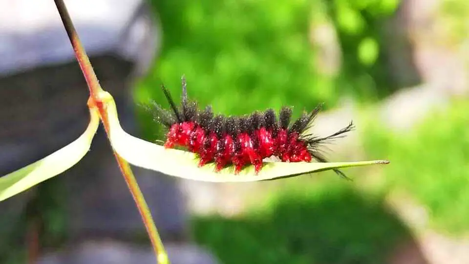 Polilla avispa en Choquequirao