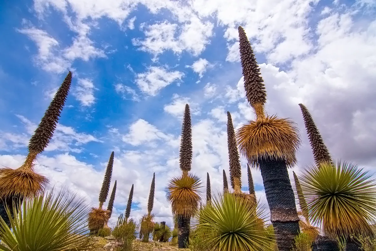 Puya Raimondi en Suykutambo