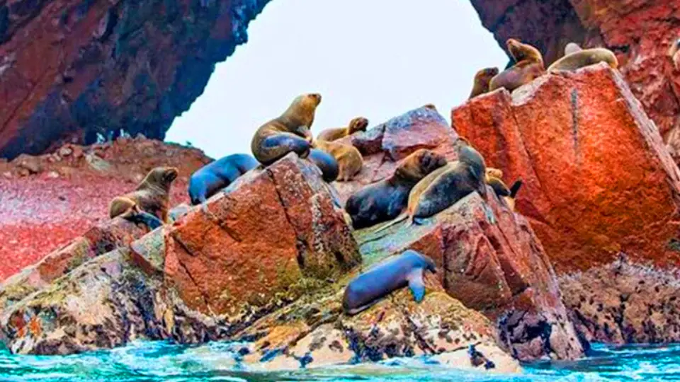 Reserva Nacional de Paracas - Ica