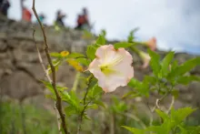Flora de Machu Picchu | Cocatambo