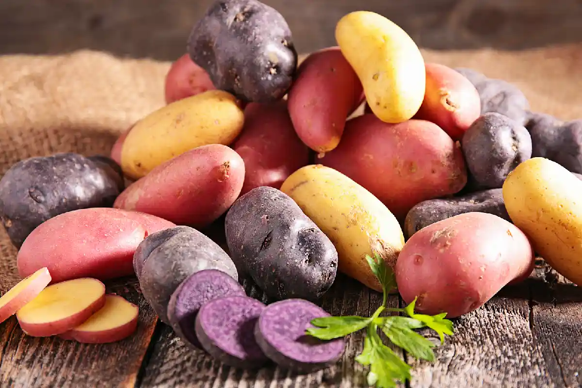 Variedades de papas comerciales | Cocatambo