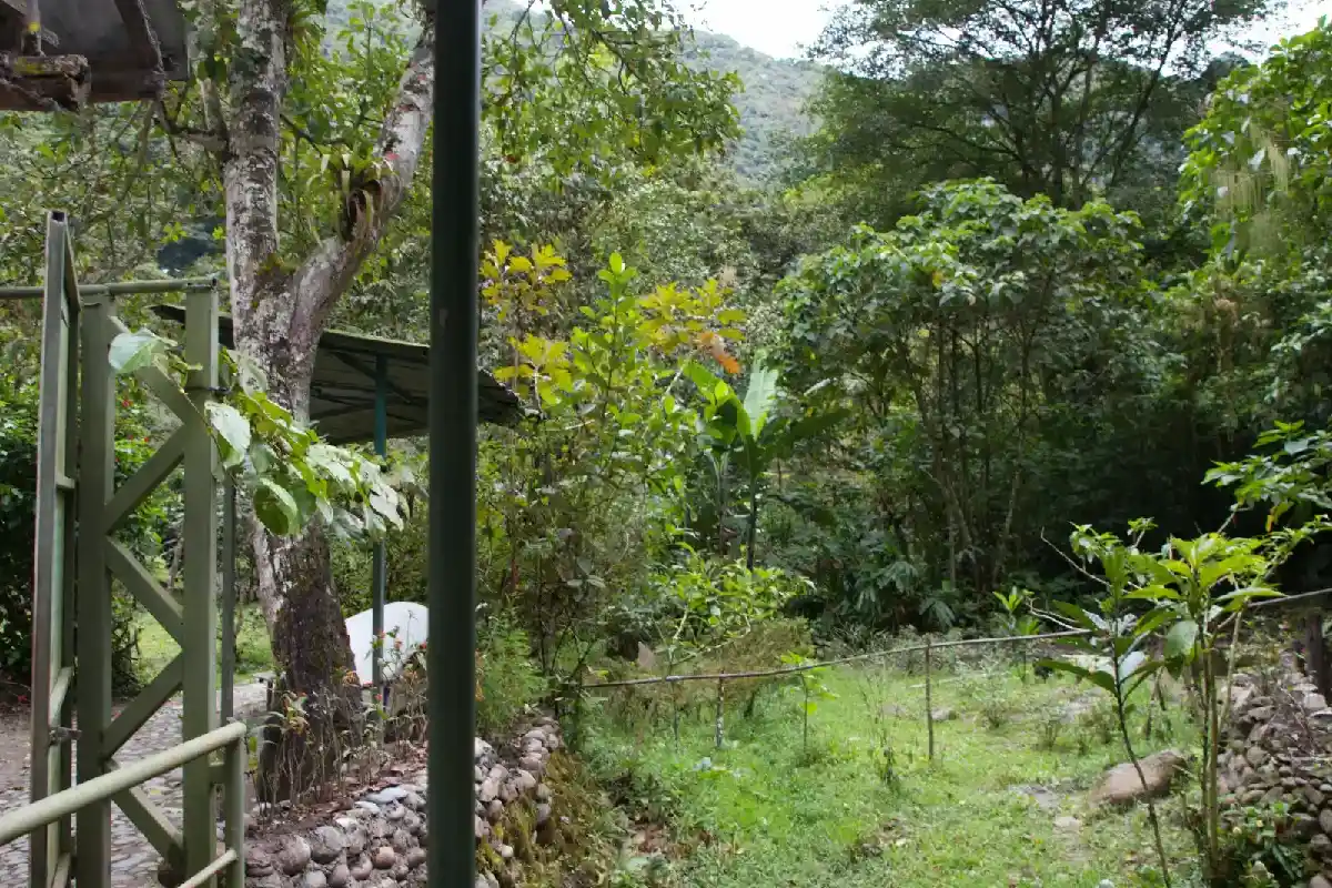 Vista panorámica de un jardín tropical frondoso con estructuras de madera rodeadas de árboles y vegetación densa | Cocatambo