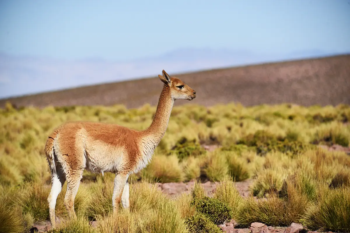 La vicuña | Cocatambo