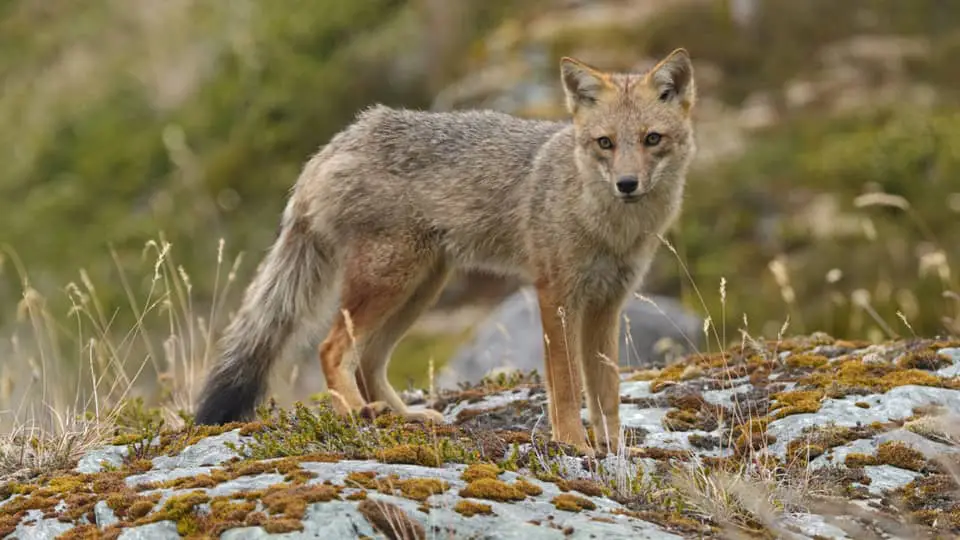 Vista de un zorro andino (Lycalopex culpaeus)